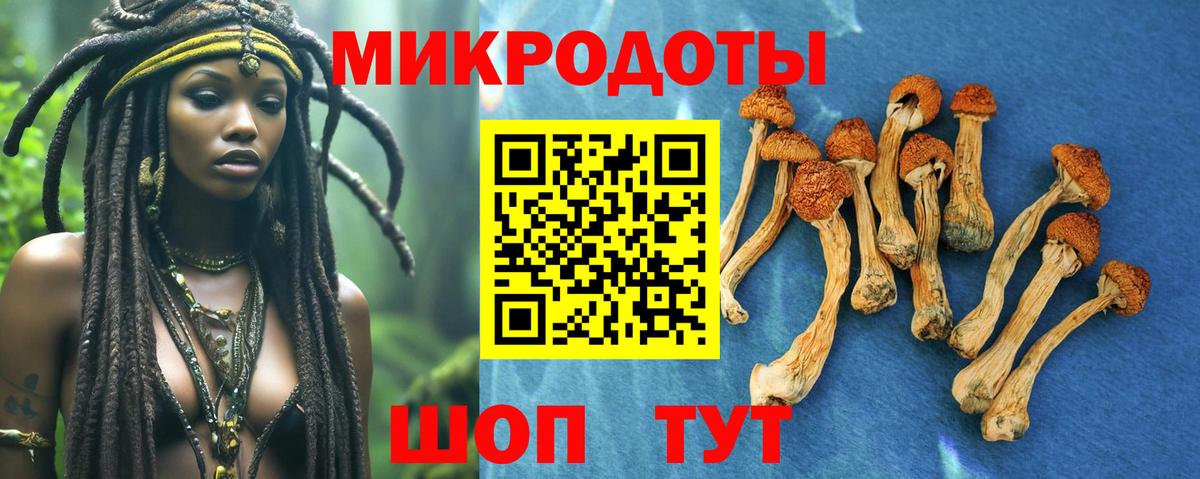 Псилоцибиновые грибы Psilocybe  Барнаул 